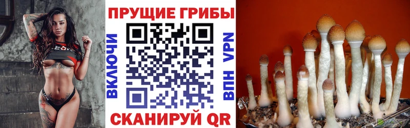 площадка какой сайт KRAKEN как войти Спас-Клепики купить сайты Псилоцибиновые грибы Cubensis